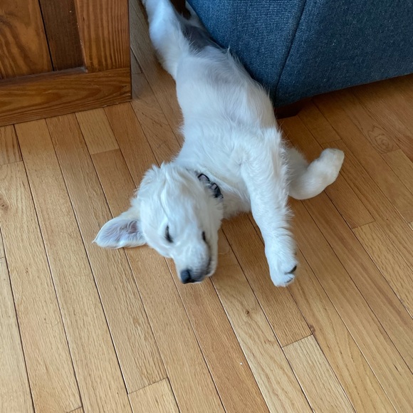 Meet your Posher, Posh - Picture 2 of 3